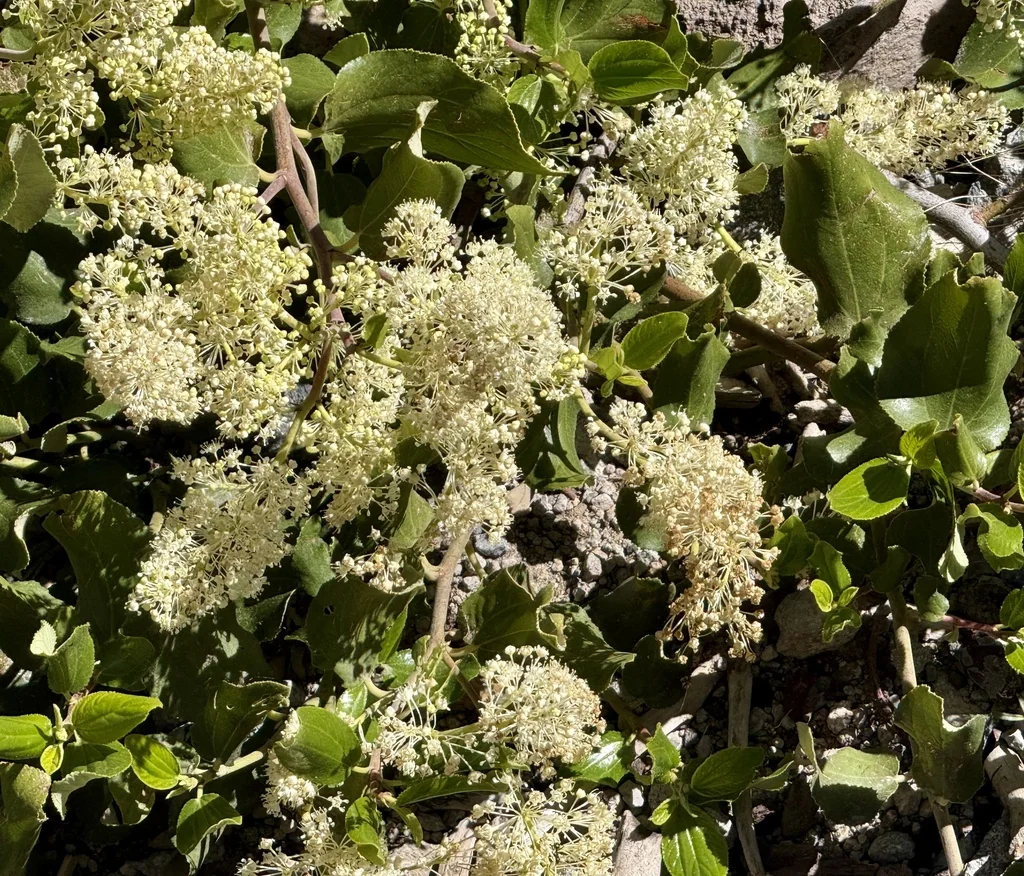Ceanothus Velutinus