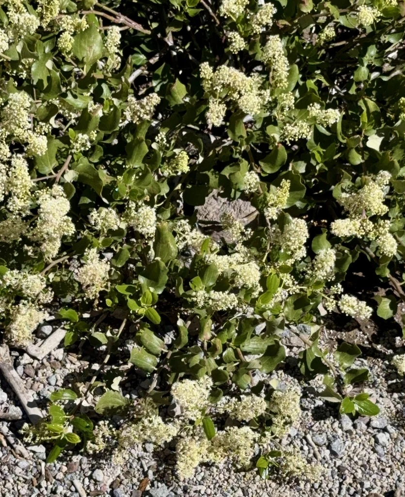 Ceanothus Velutinus