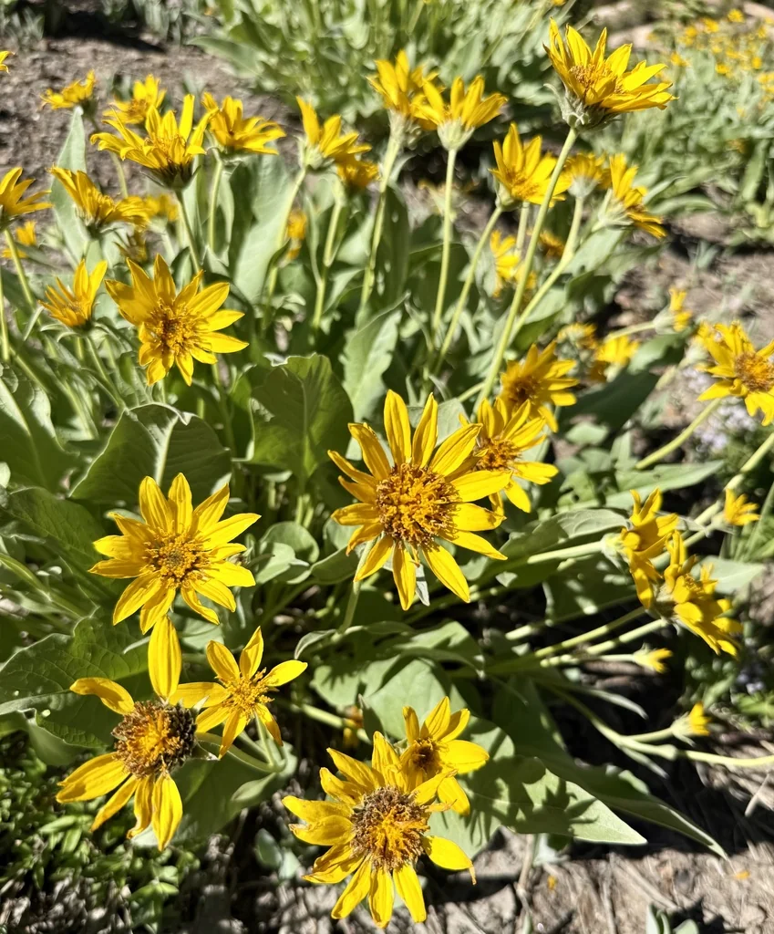 Balsamorhiza Sagittata