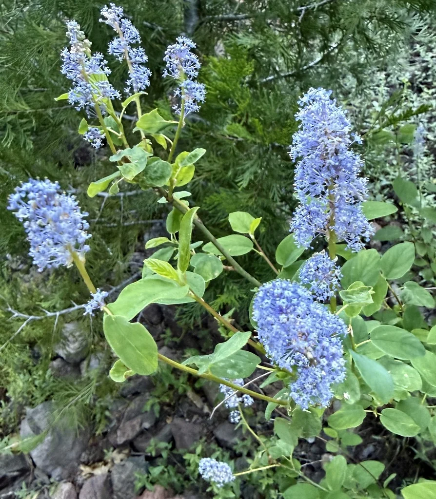 Ceanothus Integerrimus