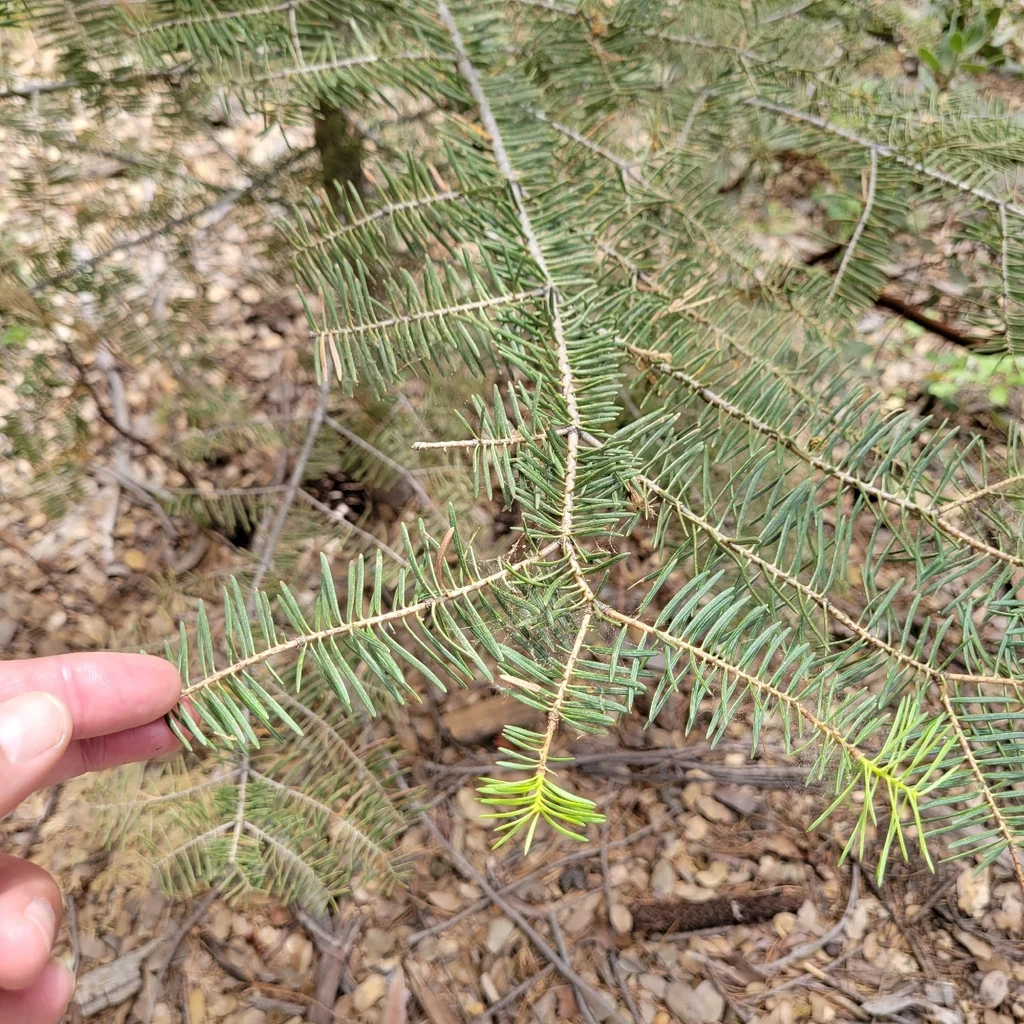Abies Concolor