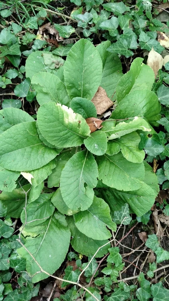 Primula vulgaris