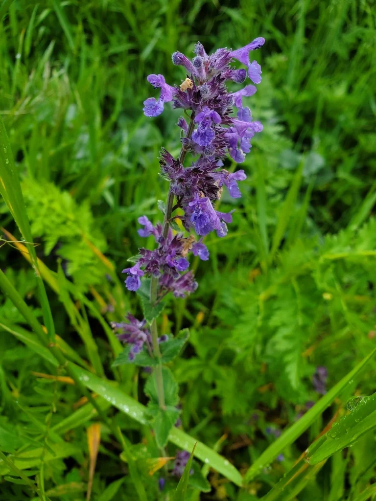 Nepeta Racemosa