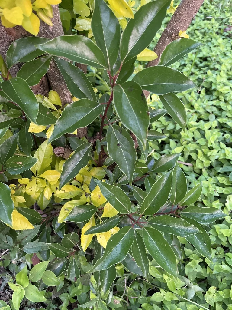 Cinnamomum Camphora