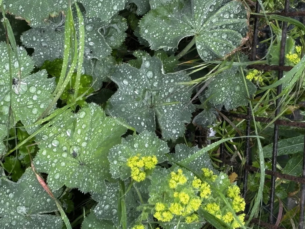 Alchemilla Mollis