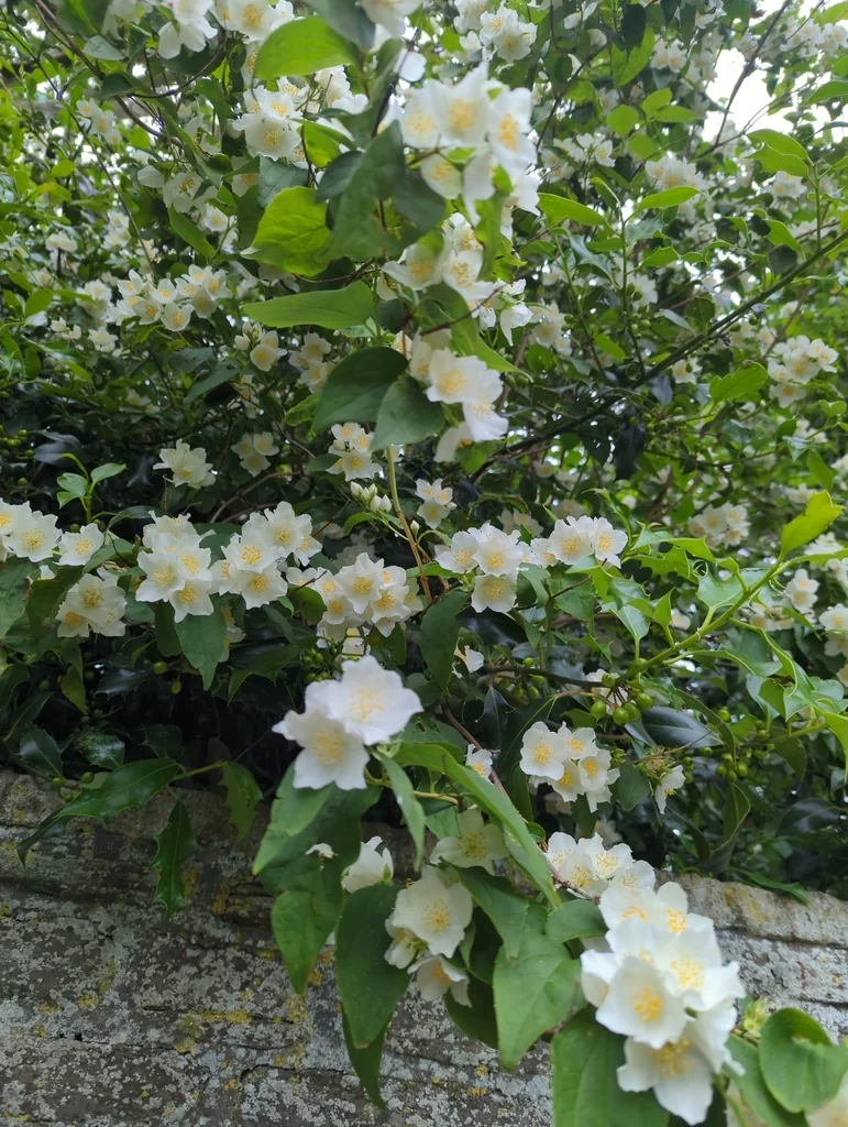 Philadelphus Coronarius
