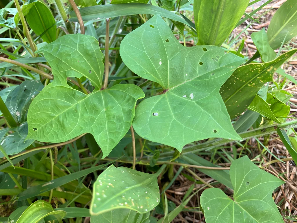 Ipomoea Alba