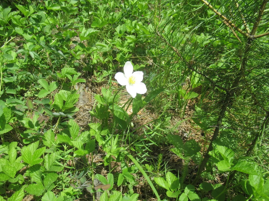 Anemone Sylvestris