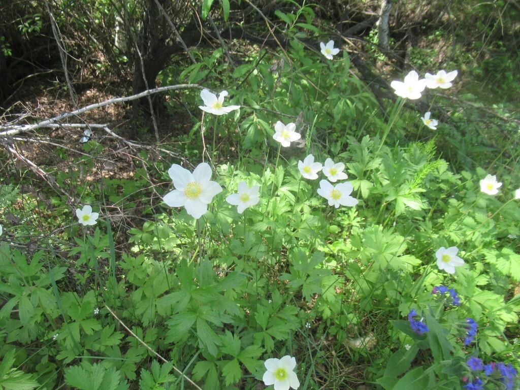 Anemone Sylvestris