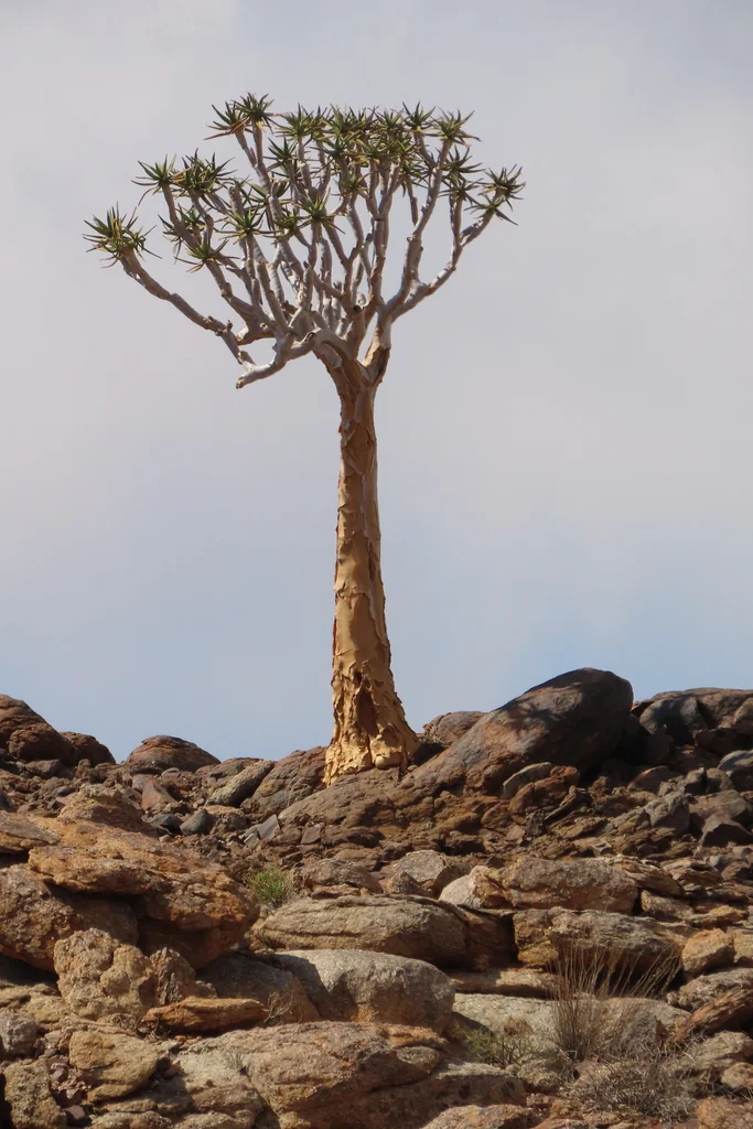 Aloe Dichotoma