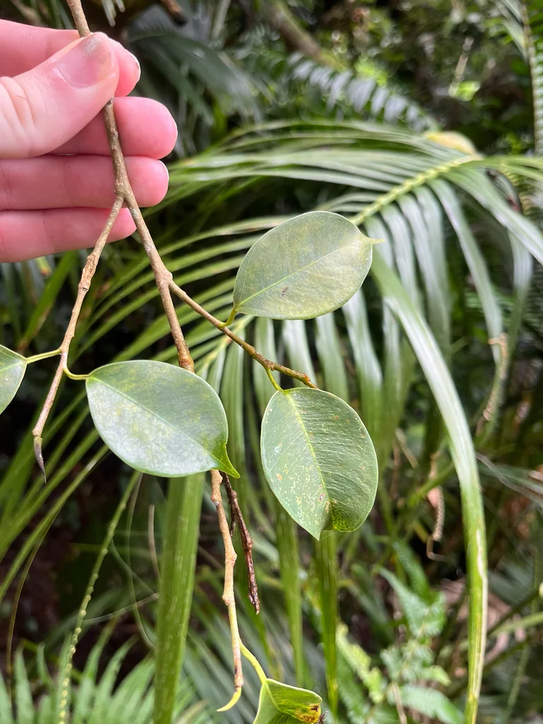 Ficus benjamina