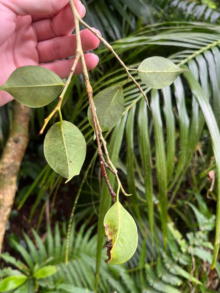 Ficus benjamina