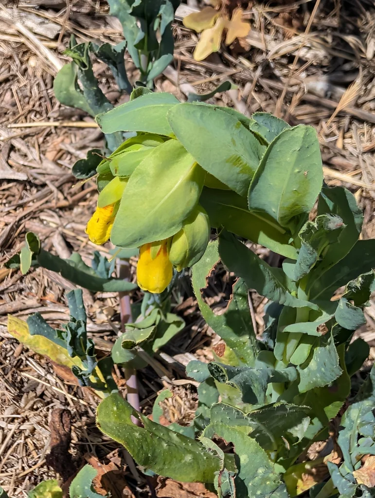 Cerinthe Major