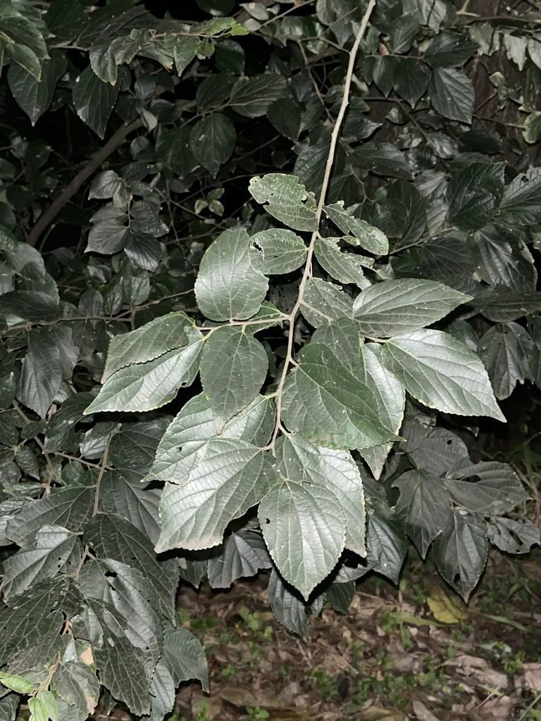 Celtis Sinensis