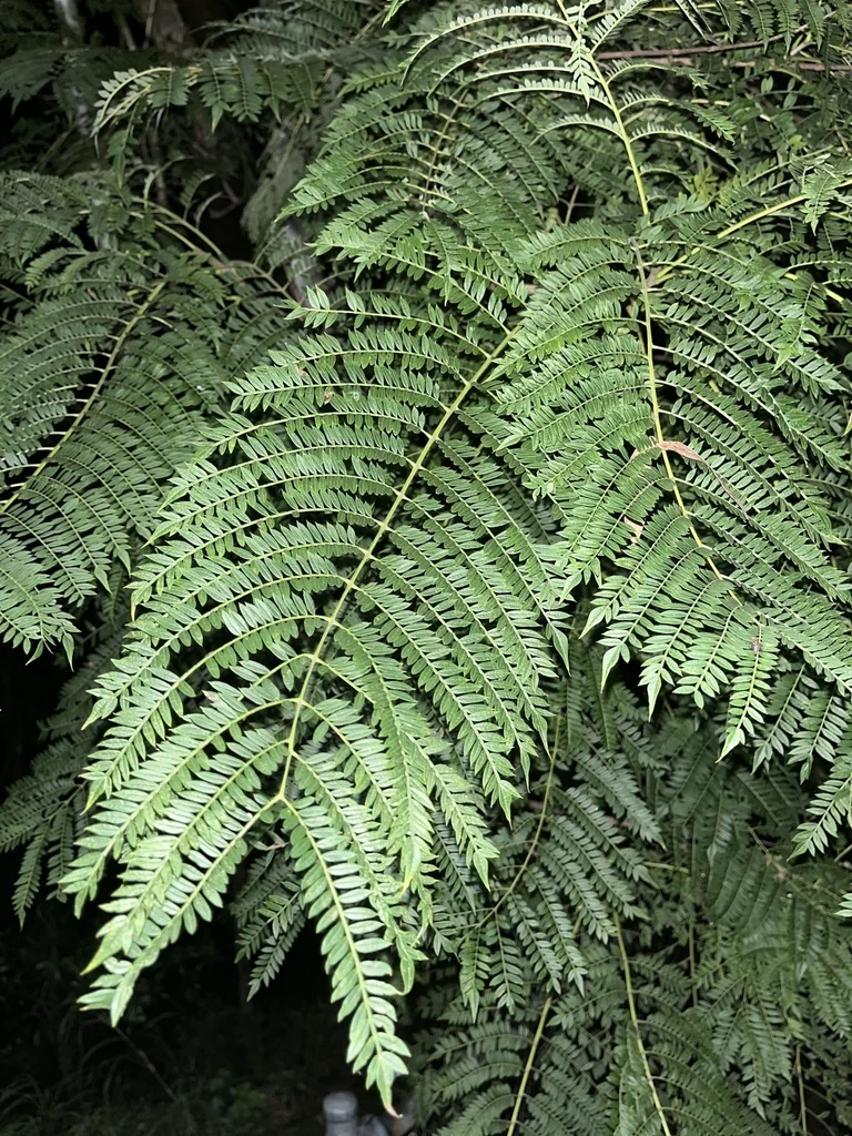 Jacaranda Mimosifolia