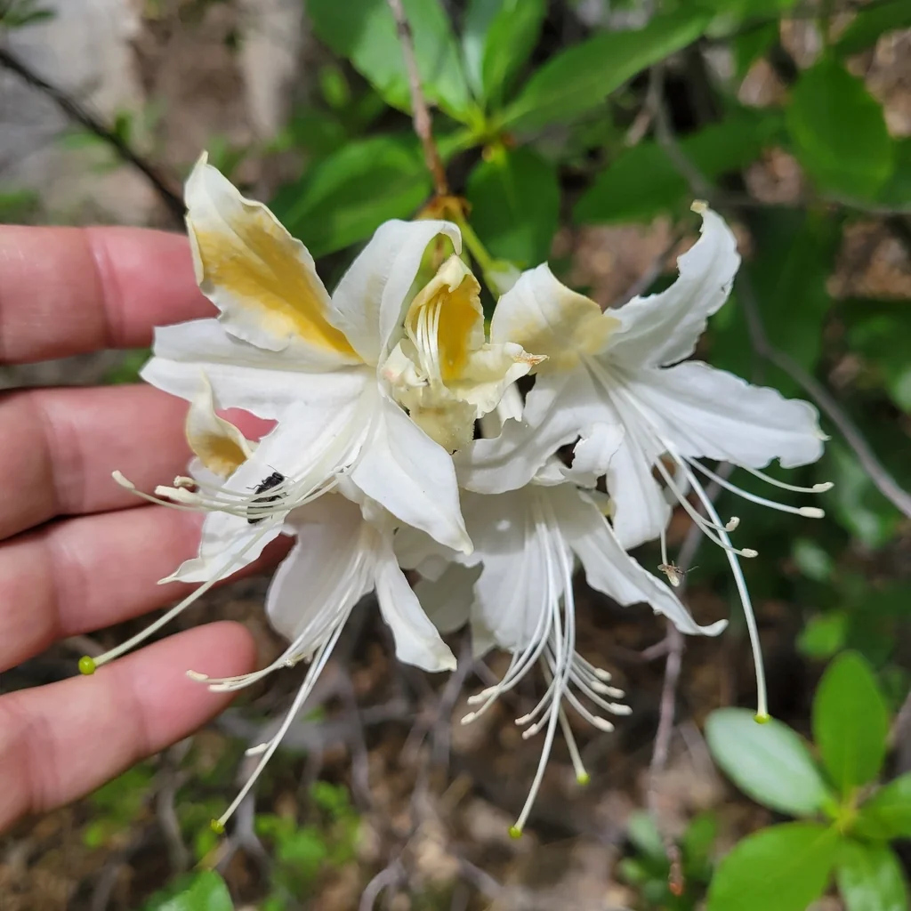 Rhododendron Occidentale