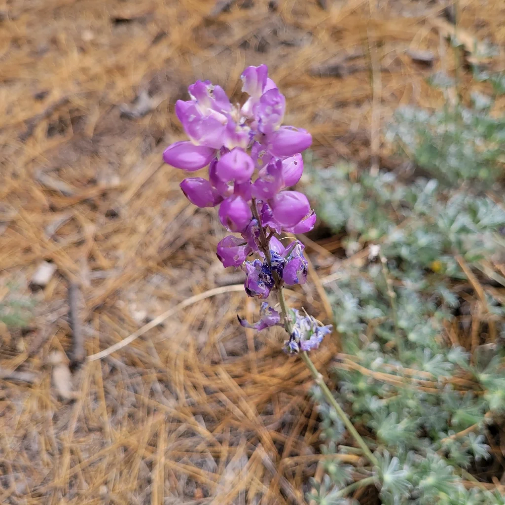 Lupinus Excubitus