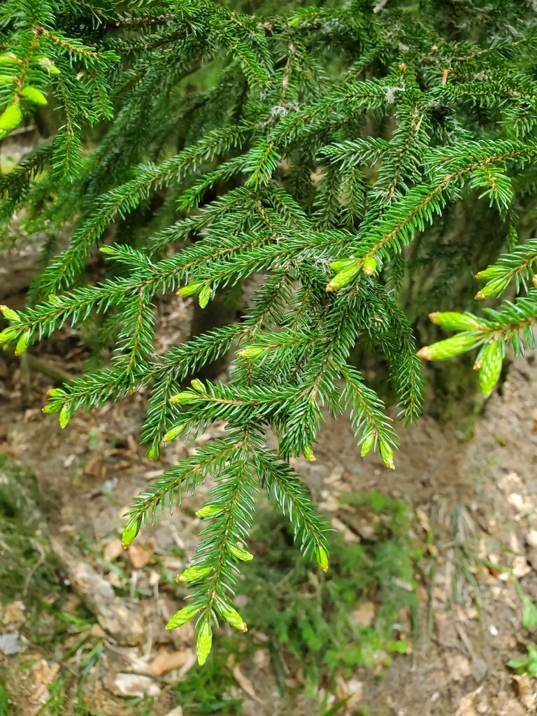 Picea Orientalis