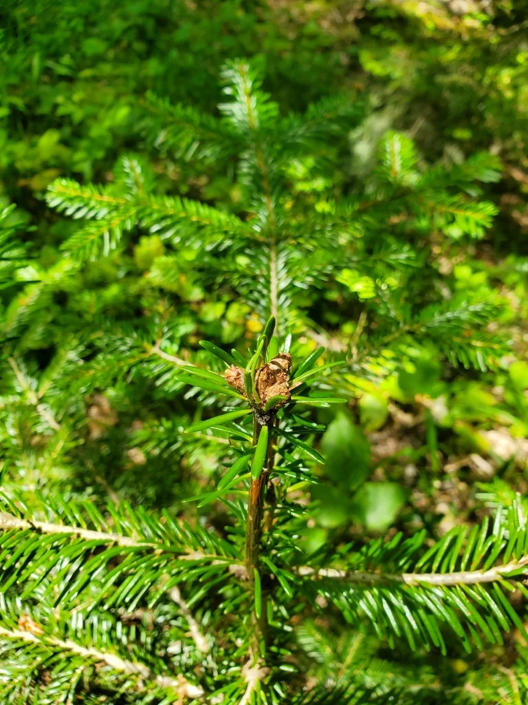 Abies Nordmanniana