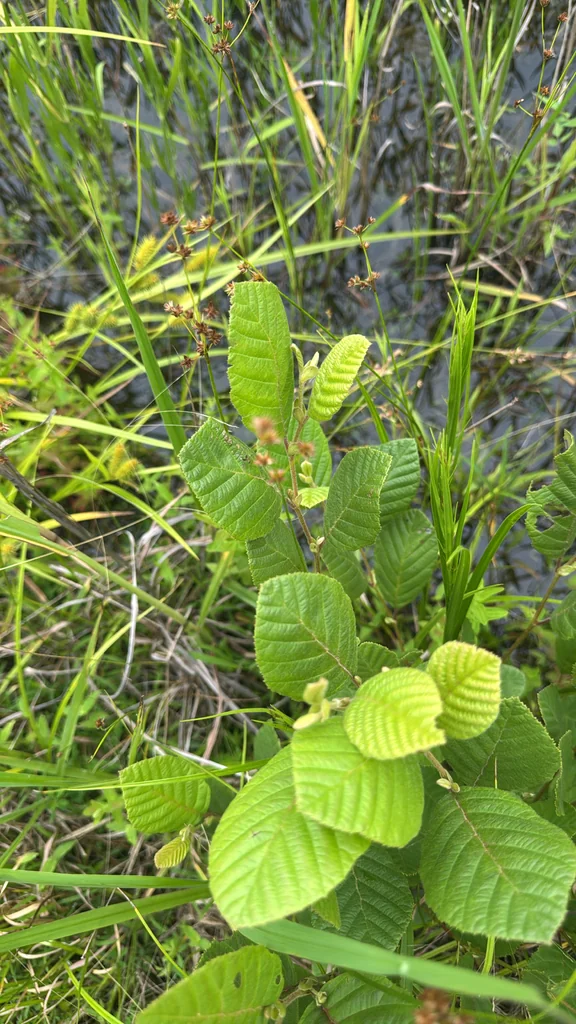 Alnus Serrulata