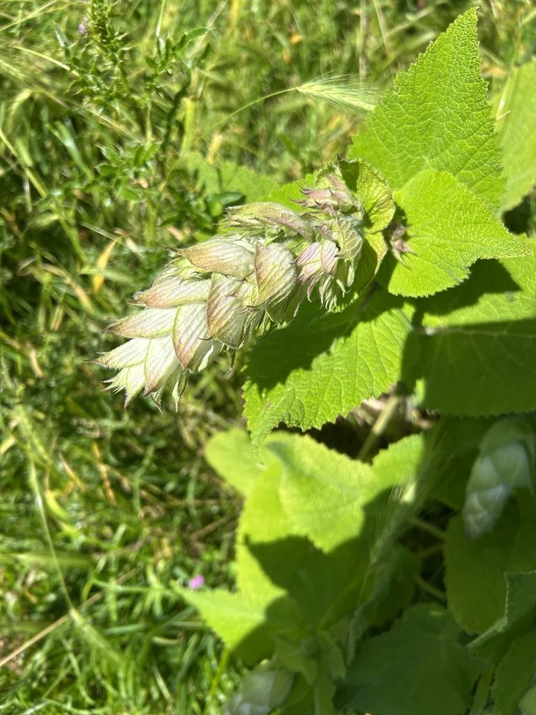 Salvia Sclarea