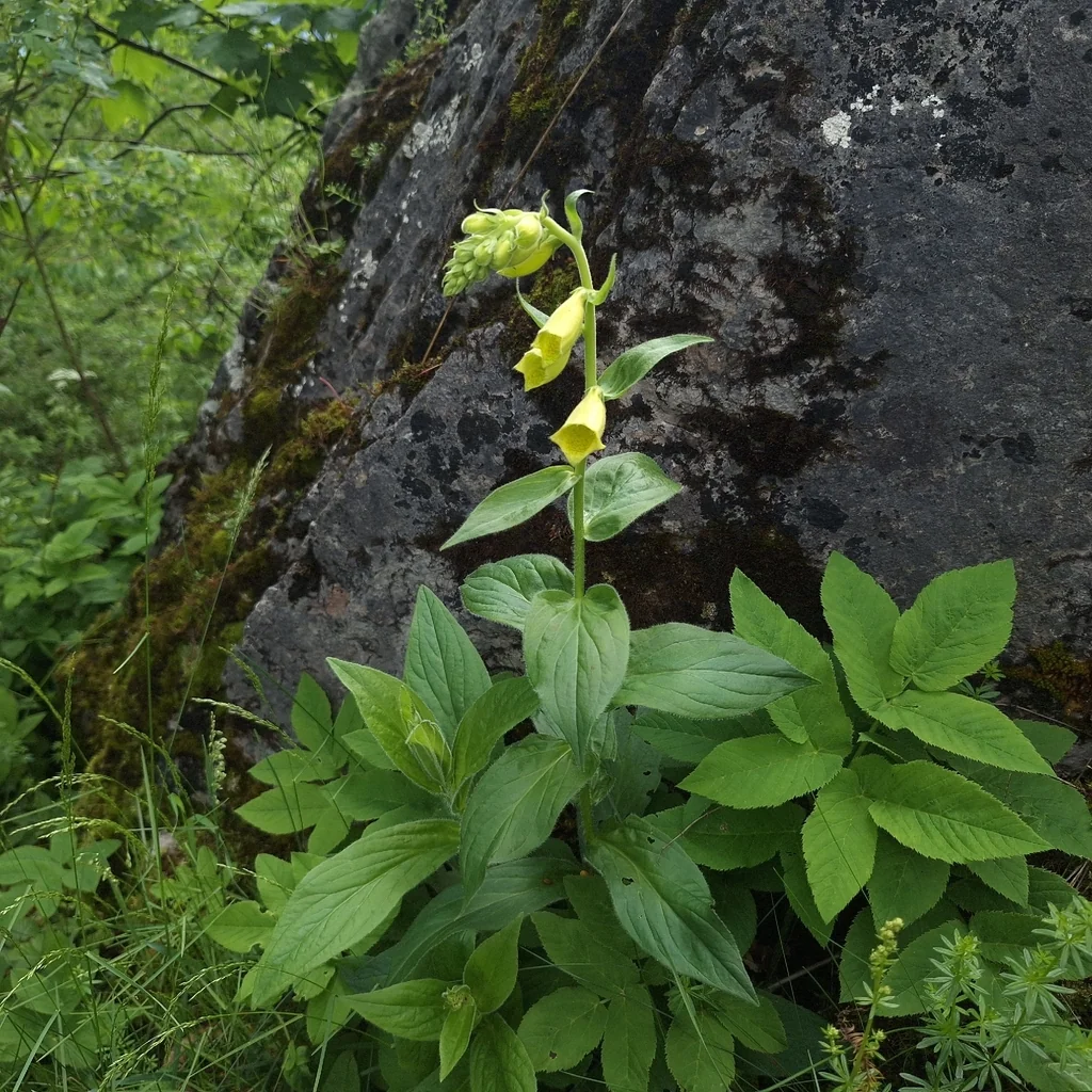 Digitalis Grandiflora