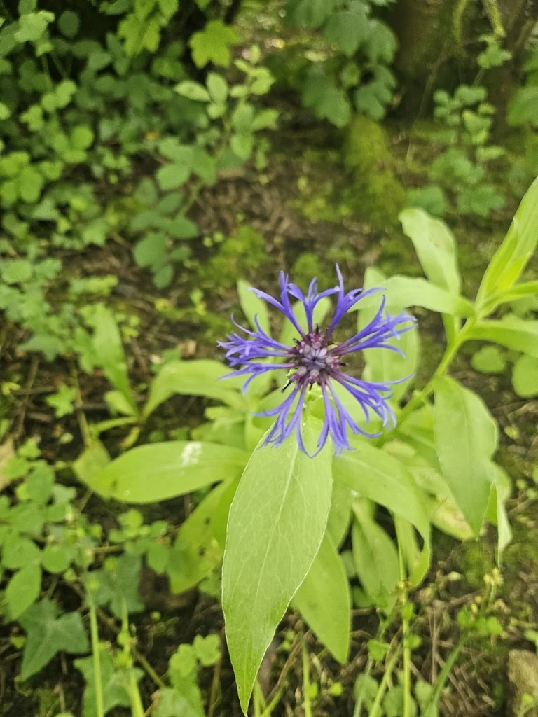 Centaurea Montana