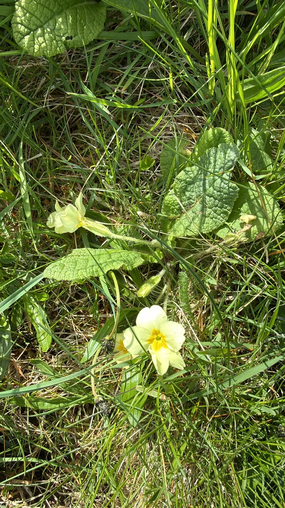Primula vulgaris
