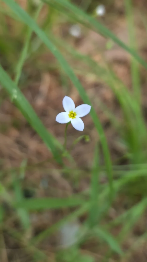 Houstonia Caerulea