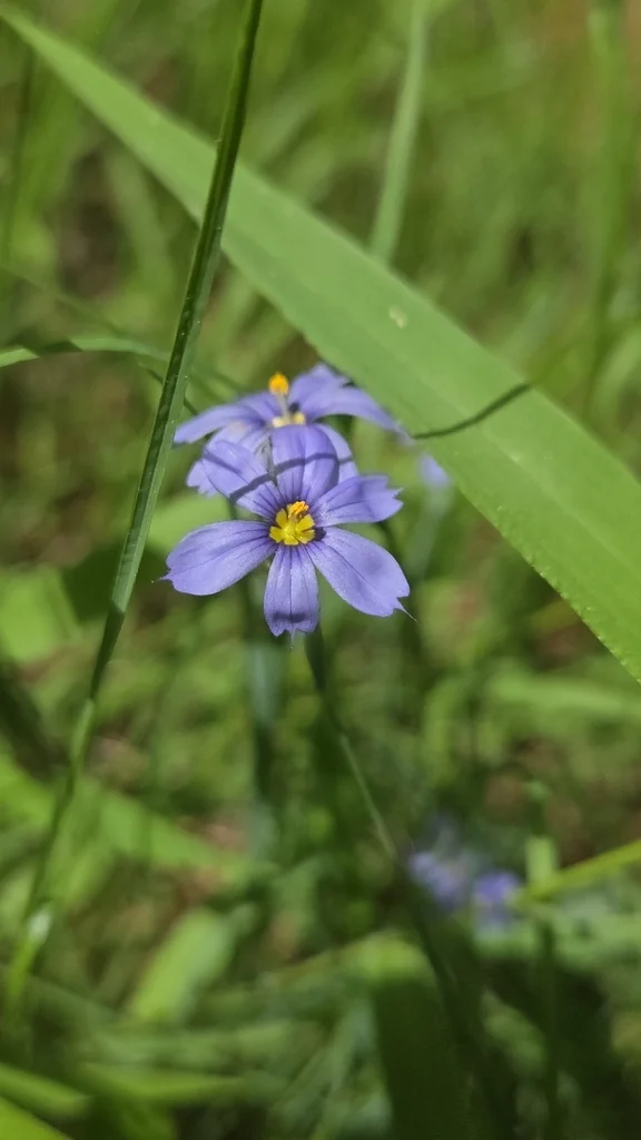 Sisyrinchium Angustifolium