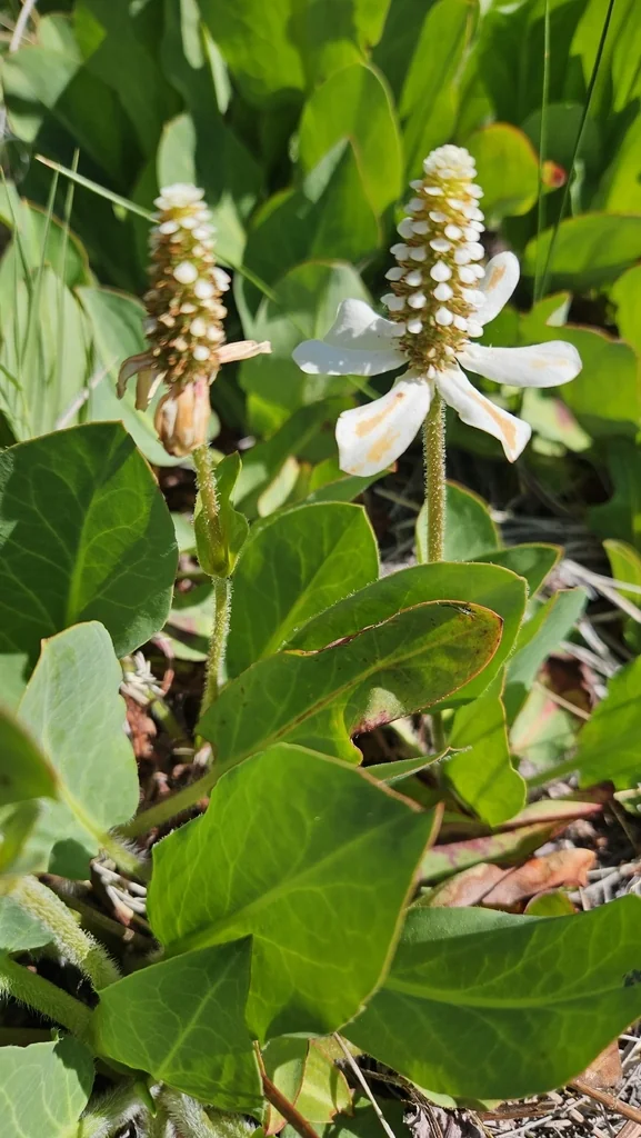 Anemopsis Californica