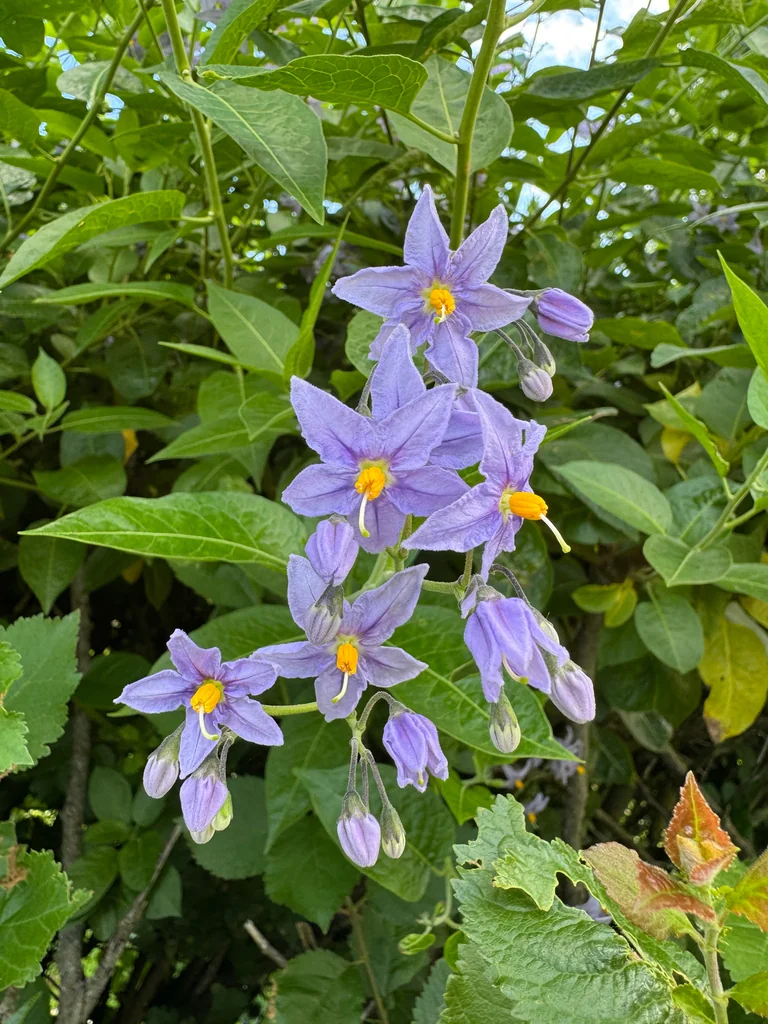 Solanum Crispum