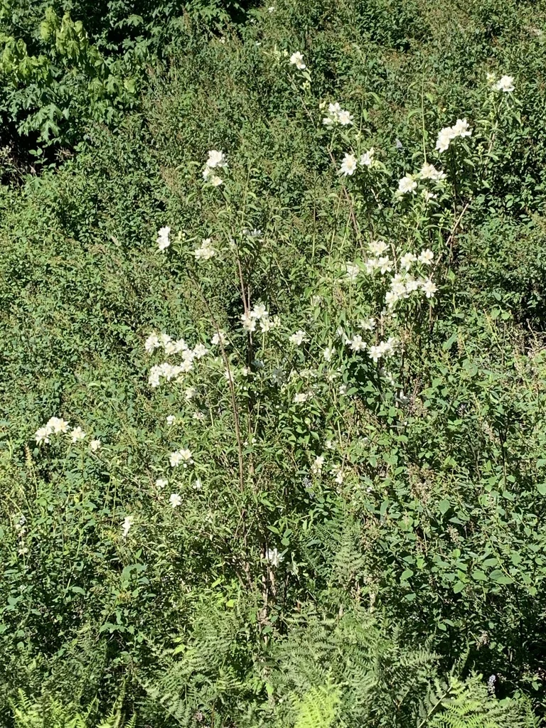 Philadelphus Lewisii