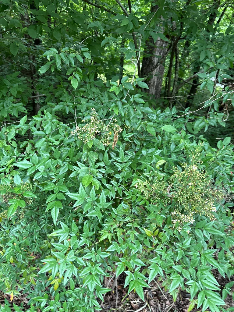 Nandina Domestica