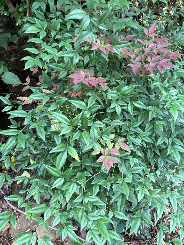 Nandina Domestica