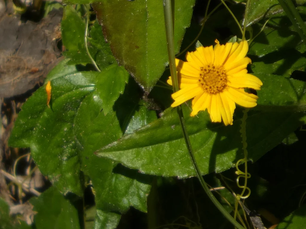 Wedelia Trilobata