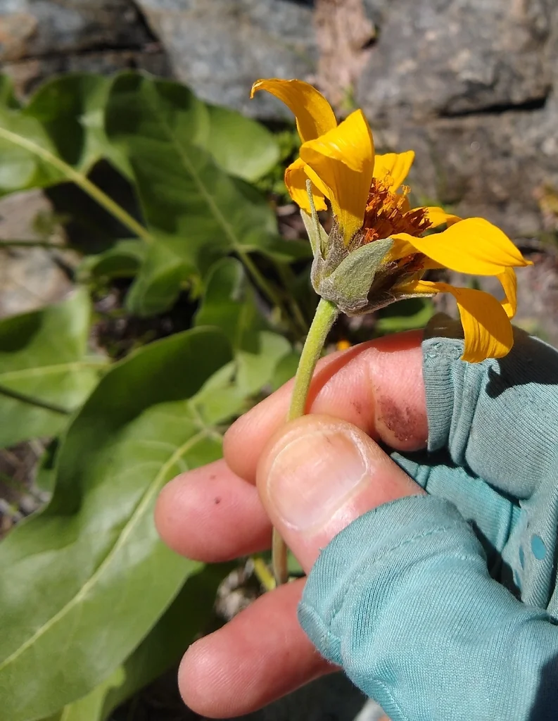 Balsamorhiza Sagittata