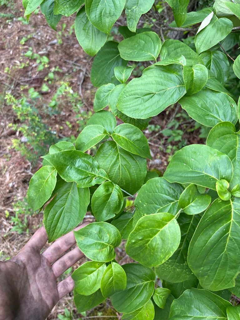 Cornus Florida