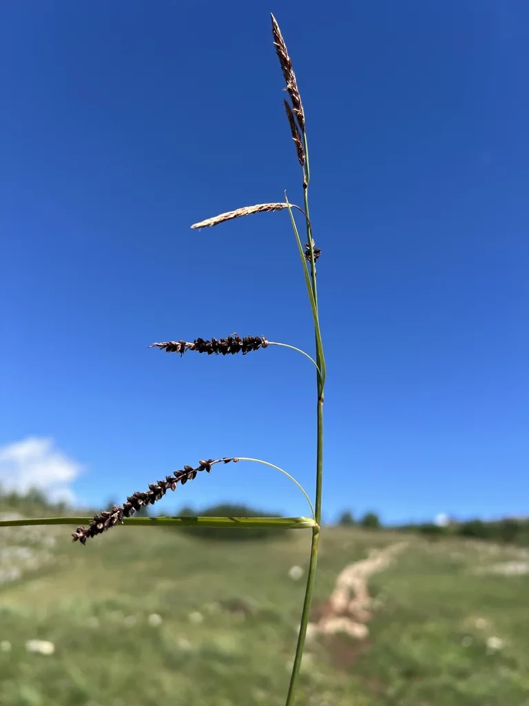 Carex Flacca