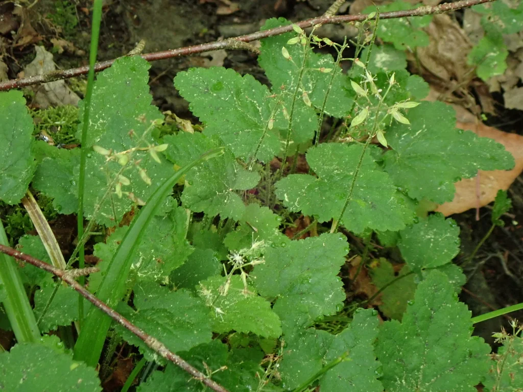 Tiarella Cordifolia