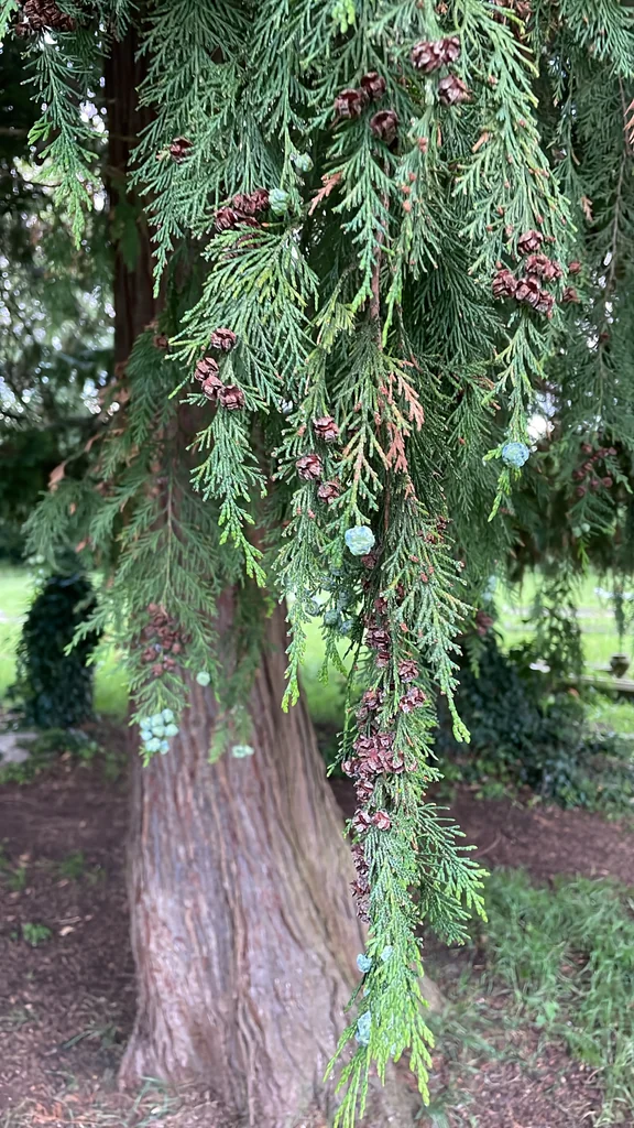 Chamaecyparis lawsoniana