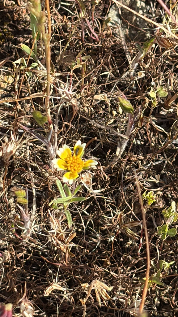 Layia Platyglossa