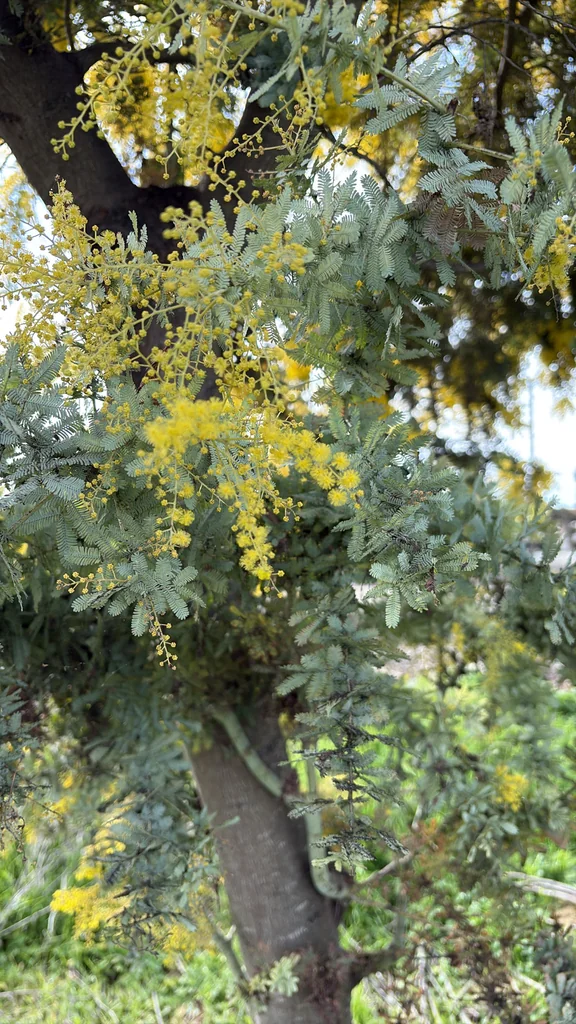 Acacia Baileyana