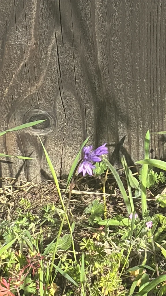 Dichelostemma Capitatum