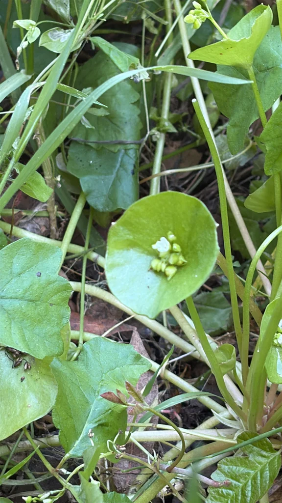 Claytonia Perfoliata