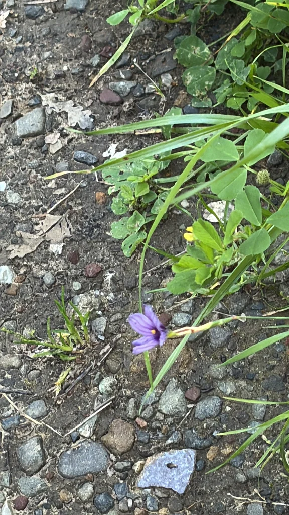 Sisyrinchium Bellum