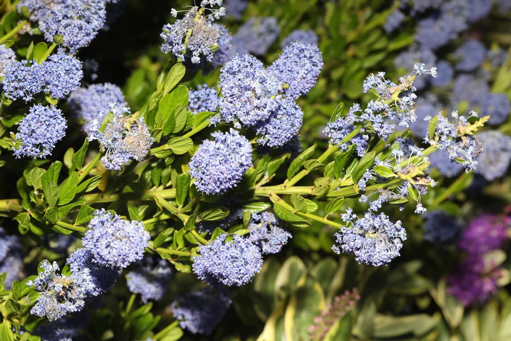 Ceanothus Thyrsiflorus