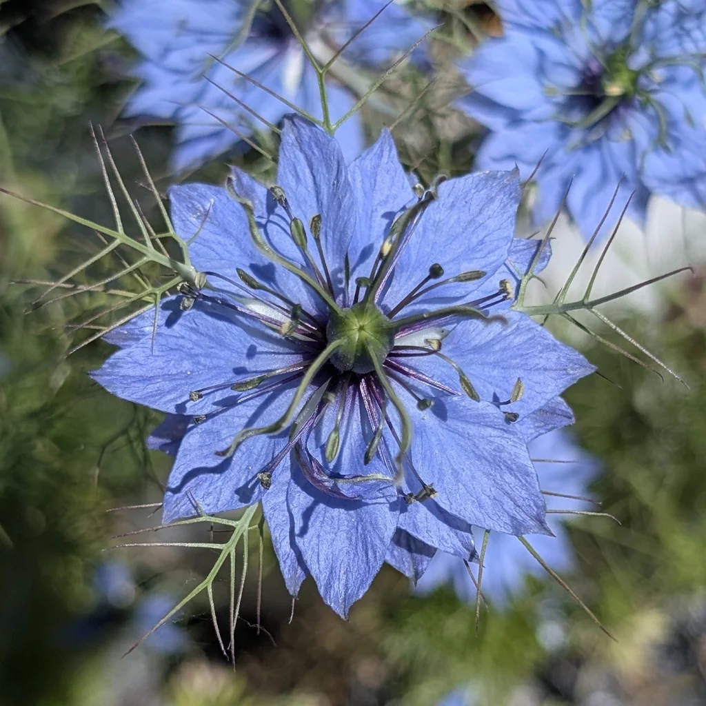 Nigella Damascena