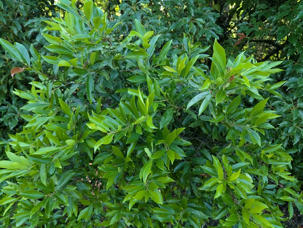 Prunus Caroliniana