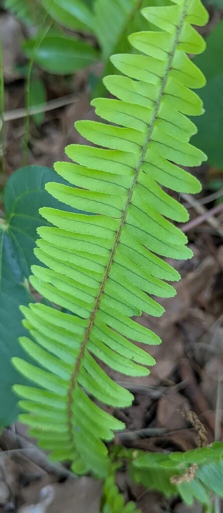Nephrolepis cordifolia